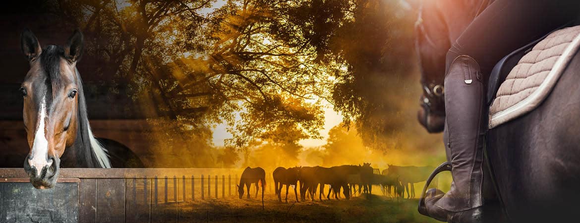 Sirius Anhänger Slider Foto mit Pferden, Aufnahme im Freien